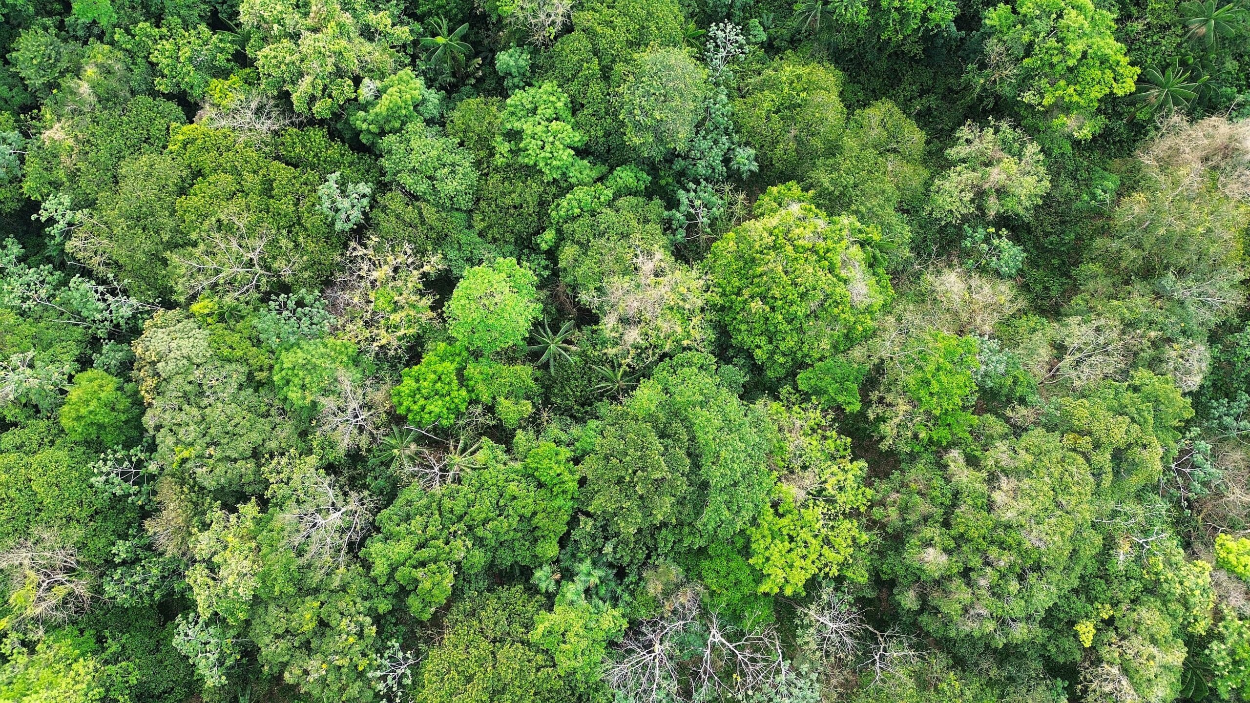bosque desde arriba