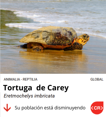 boleta tortuga carey