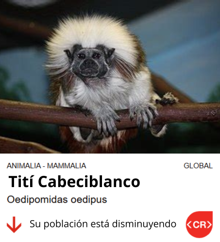 boleta tortuga carey