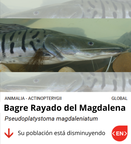 Bagre rayado