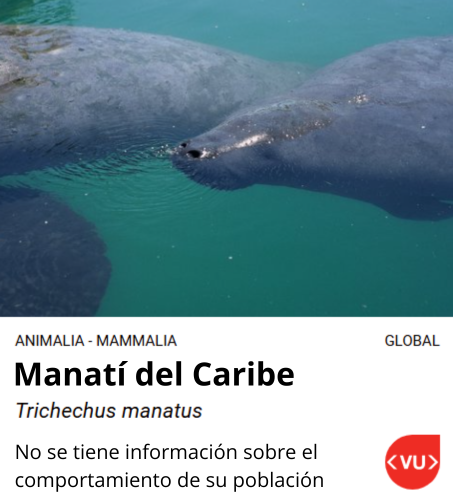 boleta tortuga carey